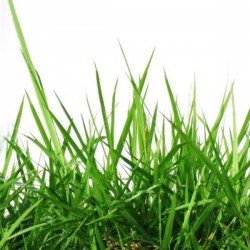 Gras (10ml) Gras (10ml)