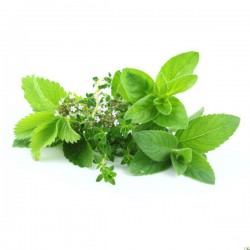 Melisse (10ml) Melisse (10ml)