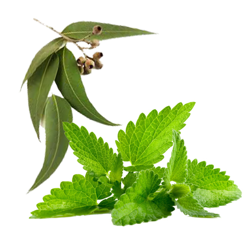 Eucalyptus & Munt (10ml)