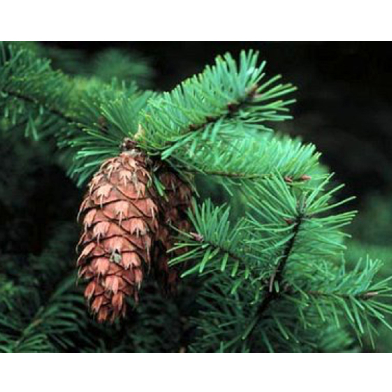 Den Scrubzout (300ml)