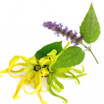 Ylang-Ylang & Patchouli (160g)